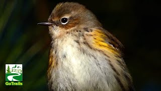 Yellow rumped warbler bird  Cute moments  Call sound [upl. by Nomal]