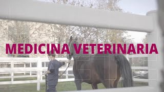 MEDICINA VETERINARIA  Scopri lambito disciplinare [upl. by Joannes]