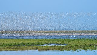 RSPB Snettisham Norfolk Wader Spectacular 4 Sept 2023 [upl. by Amri]