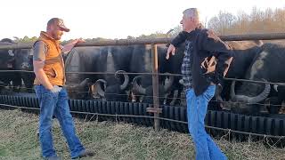 One of the Largest Water Buffalo Herds in America is in Texarkana [upl. by Ettenhoj565]