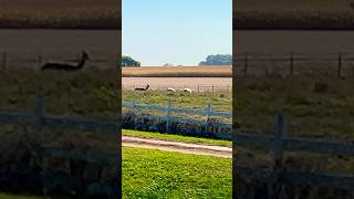 1 Minute 🦙Alpacas Grazing shorts farm beautifulnature farmlife alpaca alpacafarm countrylife [upl. by Cherry394]