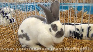 Best of Lapins Géants Papillons Français  French Checkered Giant Rabbit [upl. by Ahsieyt]