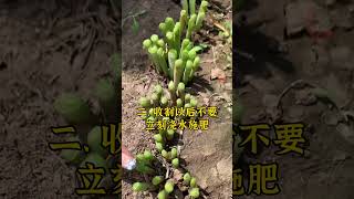 韭菜收割，管理要点。韭菜种植 韭菜种植方法 种韭菜 韭菜 怎么种植韭菜 [upl. by Glialentn]