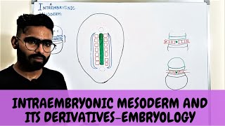 INTRAEMBRYONIC MESODERM AND ITS DERIVATIVES  EMBRYOLOGY [upl. by Nimref303]