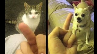 Dog and Cat hate Middle Finger 2017 [upl. by Ihteerp]