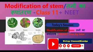 Modification of stem UNDERGROUND STEMSUBAERIAL STEM AERIAL STEM NCERT BIOLOGY CLASS 11 NEET [upl. by Galatea]