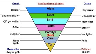 SİSTEMATİK BİRİMLER VE TÜR KAVRAMI [upl. by Hodgson471]