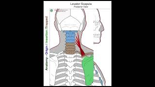 Levator Scapula  Anatomy Perspective [upl. by Neelyk]