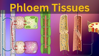 Phloem Tissues Structure and function Vascular bundles Types of plant tissues Biology [upl. by Edualc]