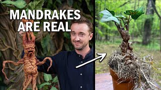 Mandrake Plant from Harry Potter Is a Real Magical Plant [upl. by Willner]