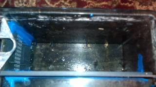 DIY freshwater refugium [upl. by Johann320]