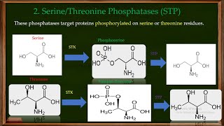 Phosphatases Types and Functions Part 2 [upl. by Atinomar]