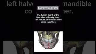 Symphysis Menti  Anatomy  Head n neck [upl. by Ainslie683]