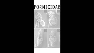 Formicidae  ExoSkeletal Collection Pack 2016 [upl. by Ribal]