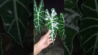 Alocasia amazonica  Fazza Nursery  popular plants [upl. by Shedd733]