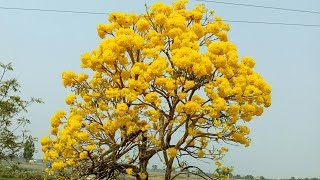 Tabebuia Tree  Blooming Yellow Flowers [upl. by Elatnahc858]