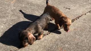 Miniature Wirehaired Dachshund Puppies [upl. by Alecram]