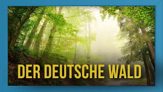 Der deutsche Wald  Das perfekte Weihnachtsgeschenk 🎁🌲 [upl. by Mulcahy]