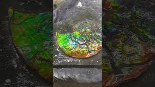 9 Colour Ammolite Gem Fossil In Matrix [upl. by Ecnerrat]