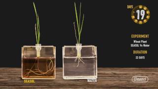 Seasol promotes root growth of Wheat [upl. by Yelda]