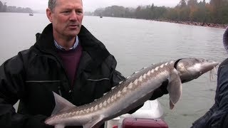 How to Catch Sturgeon  How to Fish the Fraser River for Sturgeon [upl. by Anson963]