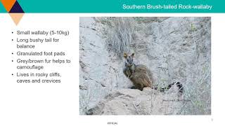 One hop at a time  Southern Brushtailed Rockwallaby recovery  Willow Bourke – DELWP  SSoNR [upl. by Nelloc]