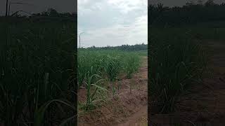 Lahan baru ladang tebu instrumental music [upl. by Yrrab]