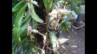 ORQUÍDEAS GONGORAS Y SUS EXIGENCIAS [upl. by Heigl]