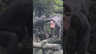 ChimpanzeePan troglodytesTaipei Zoo [upl. by Siahc]