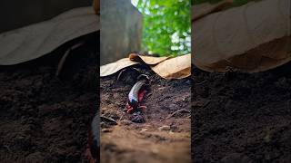 A pair of millipedes emerging from a cave shorts kaki1000 millipedes [upl. by Yvonne]