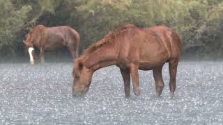 Salt River Wildlife [upl. by Anaz]