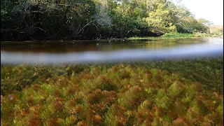 Footage from the Rio Sucuri  a karst stream habitat in Mato Grosso do Sul Brazil [upl. by Adev286]