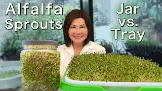 How to Grow Alfalfa Sprouts  Jar vs Tray  Easy Method 发苜蓿芽 [upl. by Friedman922]