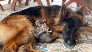 Kittens Cant Sleep Without Their Favorite German Shepherd [upl. by Accire]