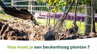 SIERTUINBORDER  Hoe moet je een beukenhaag planten [upl. by Fair]