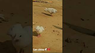 🕊🕊🕊Chak Karo Lal china sada Ala [upl. by Nylcsoj]