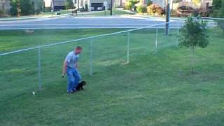 10 week old Boykin Spaniel pup training  part 2 [upl. by Anual]