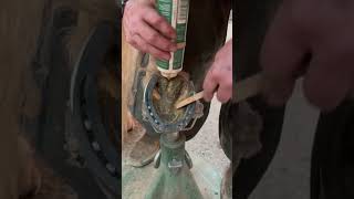 Using Farriers Finish to Flush Out Hoof Crack in Central Sulcus horse hoof farrier [upl. by Neelyk]