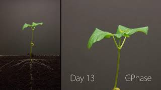 Growth Process From Seed to Plant Seed time lapse growing [upl. by Eelnayr]