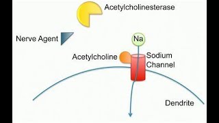 Degradation of Acetylcholine by Acetylcholinesterase [upl. by Araf]