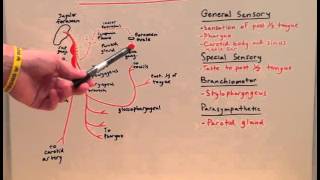 Cranial Nerve IX  Anatomy Lecture for Medical Students  USMLE Step 1 [upl. by Analaj]