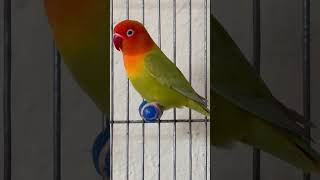 Beautiful Love Bird Mutation birds lovebirds parrot lovebird lovebirdsound shorts [upl. by Cyprio]