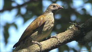 3 Honeyguide Calls from Southern African [upl. by Navy]