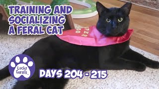 Training And Socializing A Feral Cat  Part 22  Days 204  215  Cat Video Compilation [upl. by Revorg51]