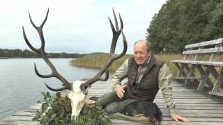 Lebenshirsch in Masuren erlegt Nach kurzer Nachsuche auf der Strecke Red stag of a lifetime [upl. by Ynove]