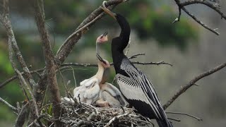 Conoce la Anidación del Pato Aguja [upl. by Valentia]