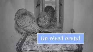 Un réveil brutal  18062024  Les faucons crécerelles de Théding [upl. by Aplihs]