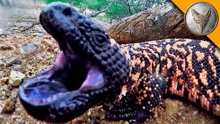 Gila Monster BITE [upl. by Entwistle]