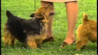 Norwich Terrier  AKC Dog Breed Series [upl. by Pergrim637]