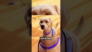 Watch How This Brave Dog Conquers His Fear [upl. by Isidor]